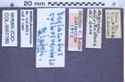 Etikette zu Melanotus cribriventris (Blatchley, 1910) (NHMW-ZOO-COL-0007789)